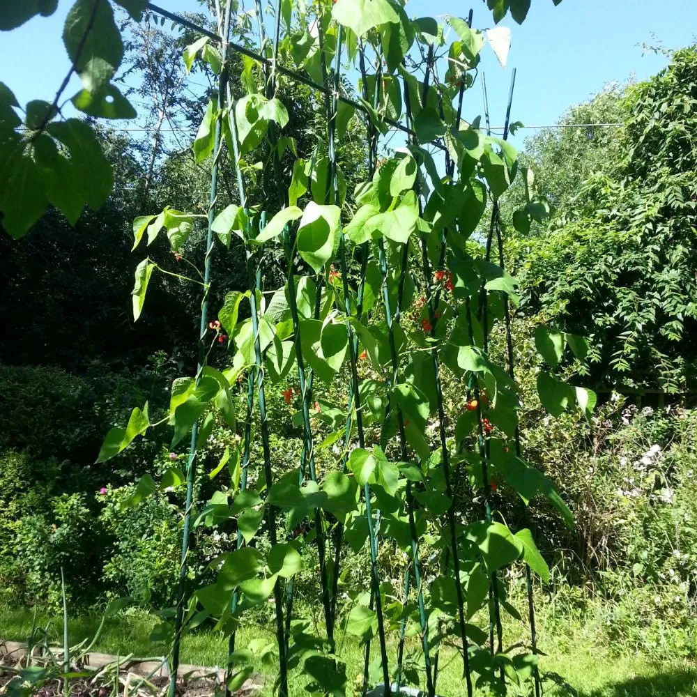 Easy Grow Runner Bean Frame & Climbing Plant Support Trellis